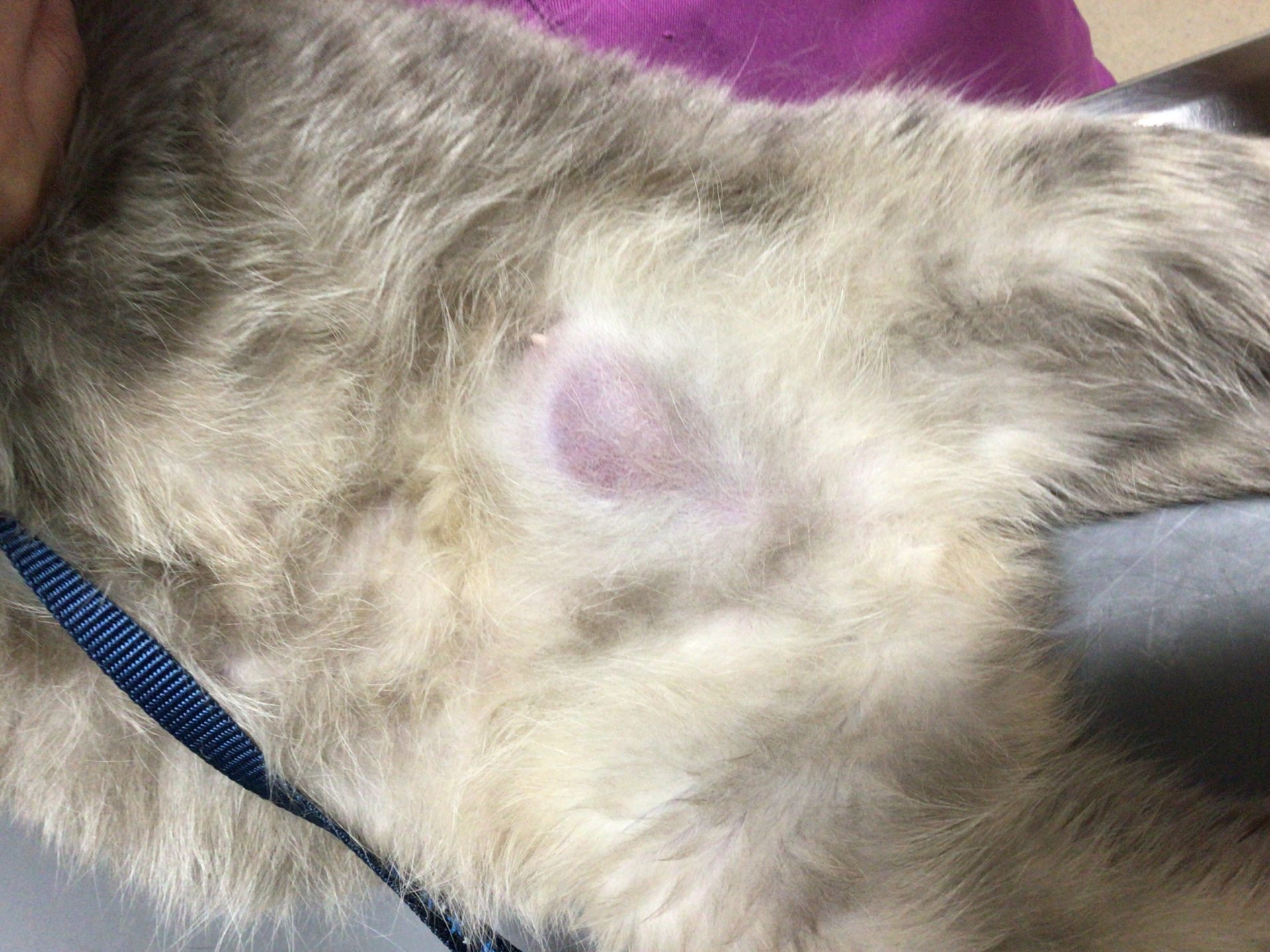 猫の乳腺癌