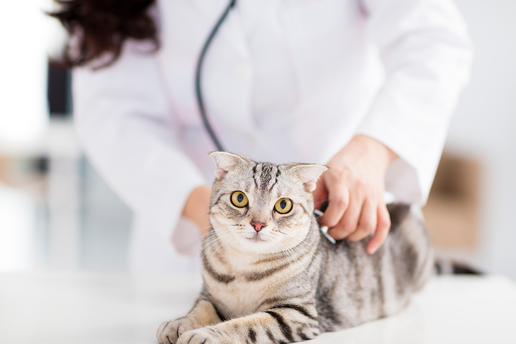 猫伝染性腹膜炎（FIP）診療科